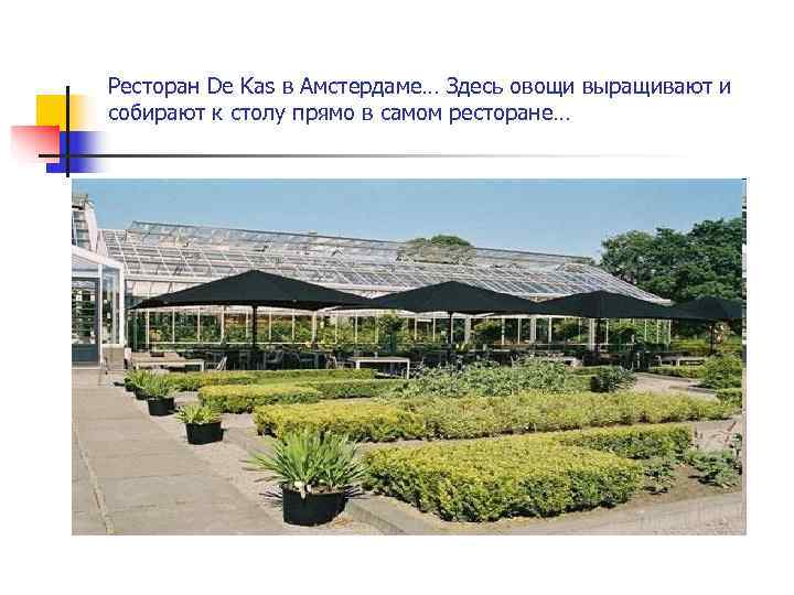 Ресторан De Kas в Амстердаме… Здесь овощи выращивают и собирают к столу прямо в
