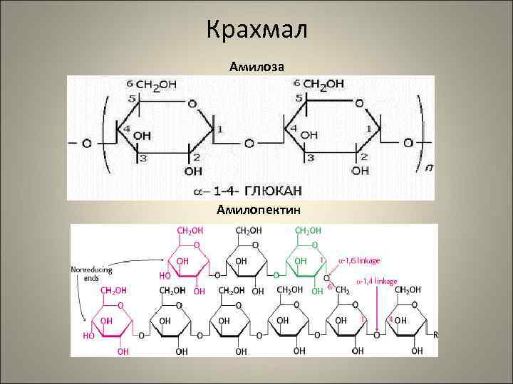 Крахмал Амилоза Амилопектин 