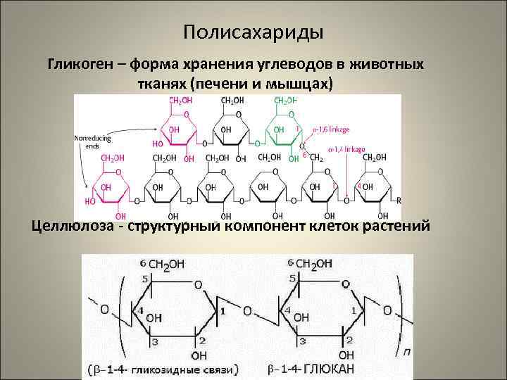    Полисахариды Гликоген – форма хранения углеводов в животных   тканях