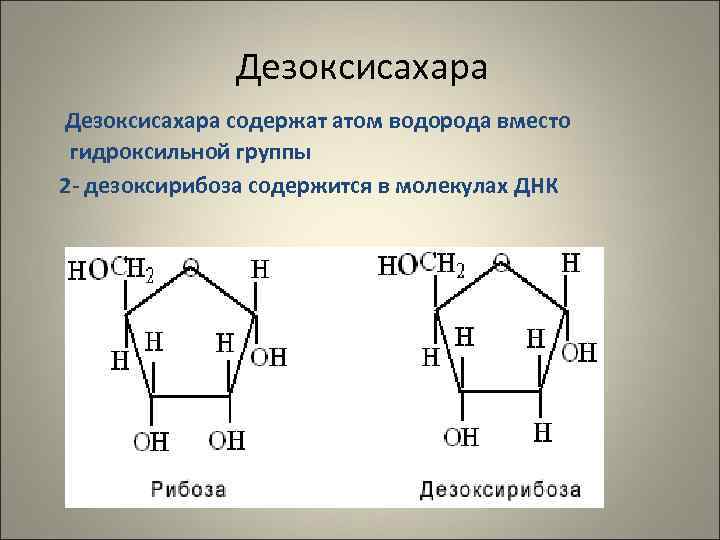    Дезоксисахара содержат атом водорода вместо гидроксильной группы 2 - дезоксирибоза содержится