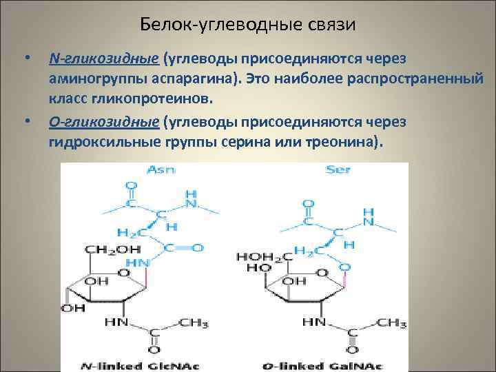     Белок-углеводные связи •  N-гликозидные (углеводы присоединяются через аминогруппы аспарагина).