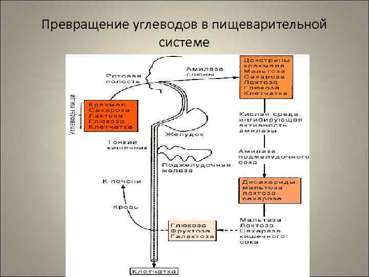 Превращение углеводов в пищеварительной   системе 