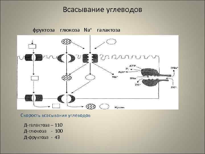    Всасывание углеводов  фруктоза глюкоза Nа+ галактоза Скорость всасывания углеводов Д-галактоза