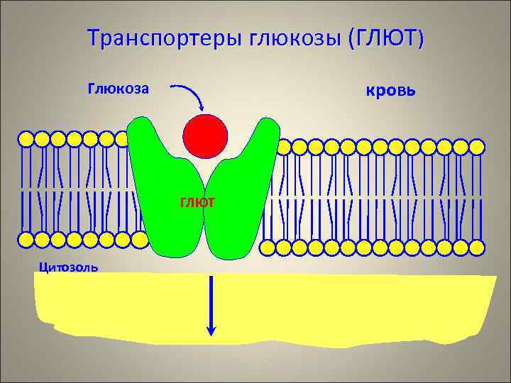  Транспортеры глюкозы (ГЛЮТ)  Глюкоза    кровь    