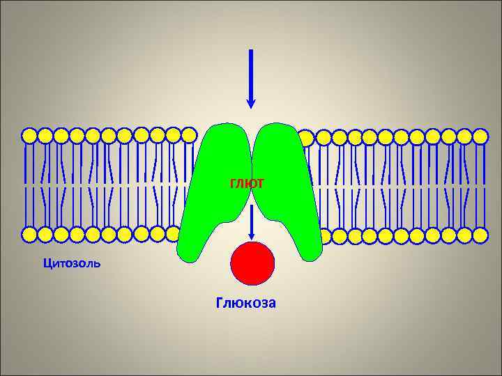   ГЛЮТ Цитозоль   Глюкоза 