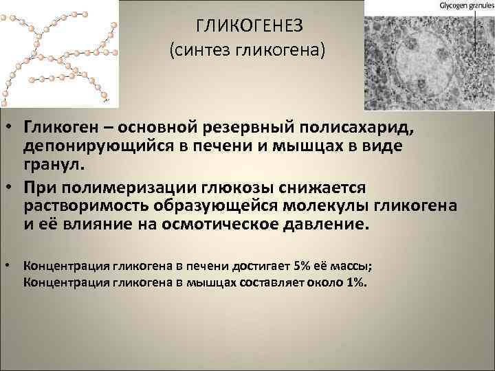       ГЛИКОГЕНЕЗ     (синтез гликогена) 