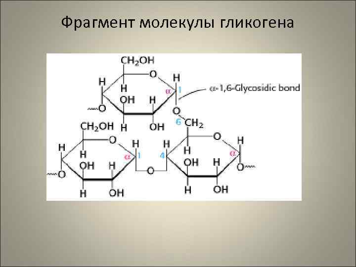 Фрагмент молекулы гликогена 