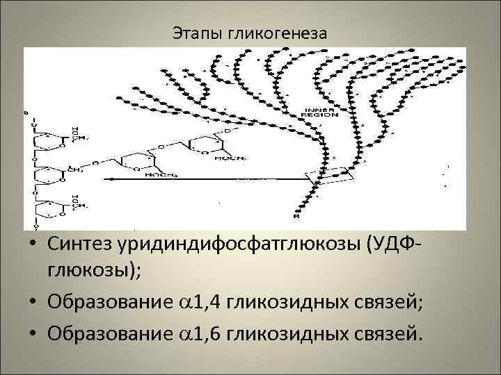    Этапы гликогенеза • Синтез уридиндифосфатглюкозы (УДФ-  глюкозы);  • Образование