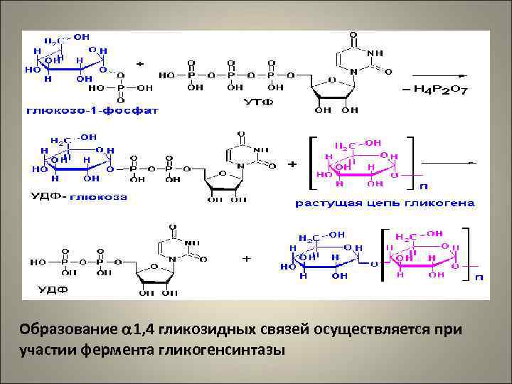 Образование 1, 4 гликозидных связей осуществляется при участии фермента гликогенсинтазы 
