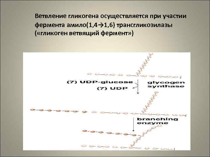 Ветвление гликогена осуществляется при участии фермента амило(1, 4→ 1, 6) трансгликозилазы ( «гликоген ветвящий