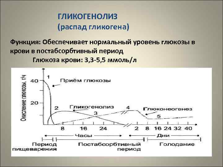   ГЛИКОГЕНОЛИЗ   (распад гликогена) Функция: Обеспечивает нормальный уровень глюкозы в крови