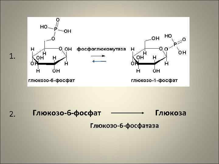 1. 2.  Глюкозо-6 -фосфат   Глюкоза    Глюкозо-6 -фосфатаза 