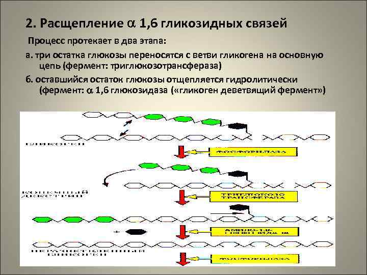 2. Расщепление  1, 6 гликозидных связей Процесс протекает в два этапа: а. три