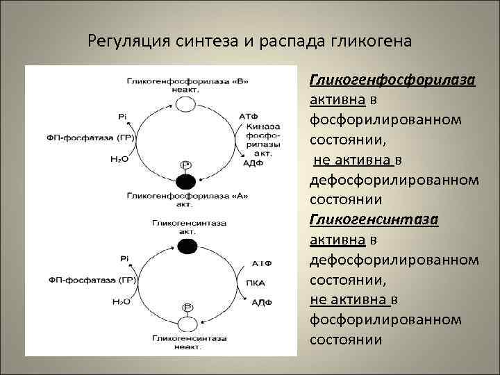 Регуляция синтеза и распада гликогена     Гликогенфосфорилаза    