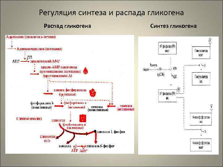 Регуляция синтеза и распада гликогена Распад гликогена  Синтез гликогена 