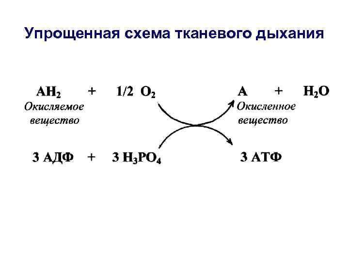 Упрощенная схема тканевого дыхания 