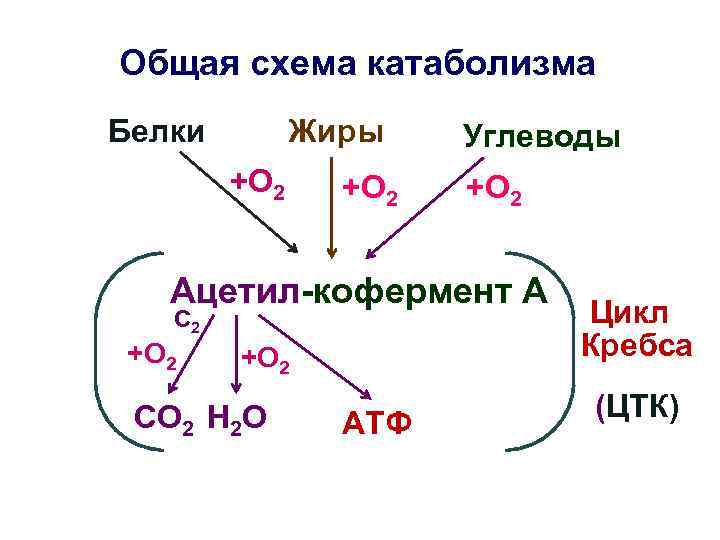 Общая схема катаболизма Белки   Жиры  Углеводы   +О 2 Ацетил-кофермент