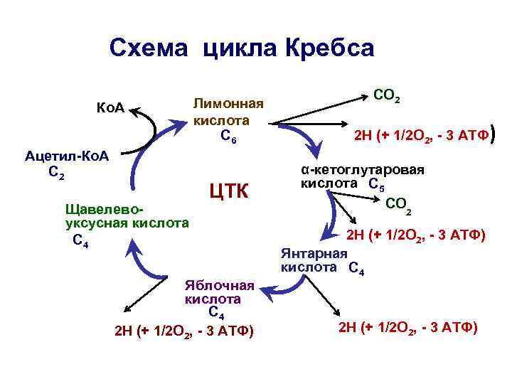    Схема цикла Кребса     СО 2  