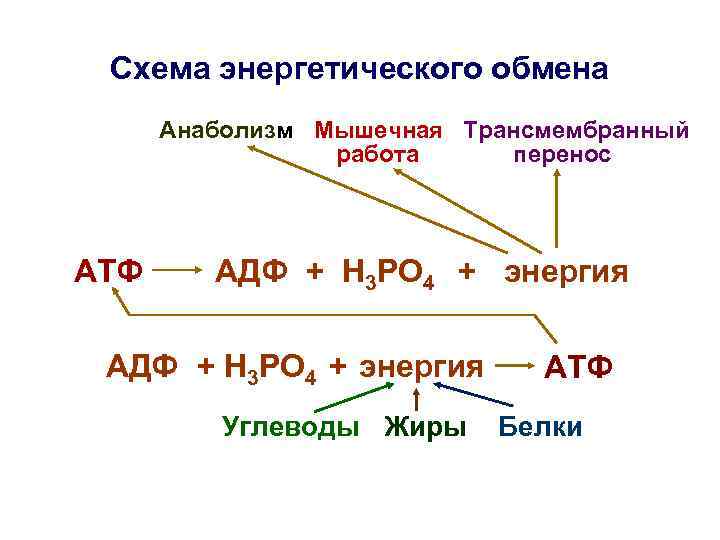  Схема энергетического обмена  Анаболизм Мышечная Трансмембранный   работа перенос  АТФ