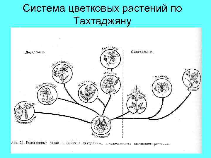 Схема происхождения растений