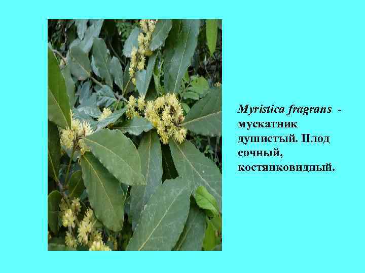 Myristica fragrans - мускатник душистый. Плод сочный, костянковидный. Myristica fragrans - мускатник душистый. Плод сочный, костянковидный.