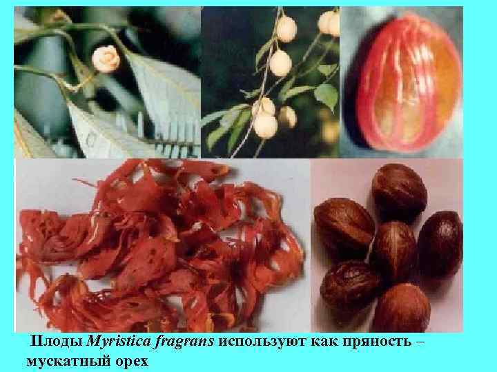 Плоды Myristica fragrans используют как пряность – мускатный орех Плоды Myristica fragrans используют как пряность – мускатный орех