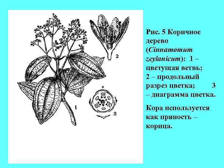 Рис. 5 Коричное дерево (Cinnamomum zeylanicum): 1 – цветущая ветвь; 2 – продольный разрез Рис. 5 Коричное дерево (Cinnamomum zeylanicum): 1 – цветущая ветвь; 2 – продольный разрез