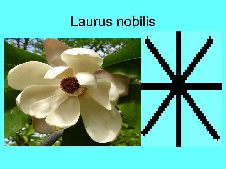 Laurus nobilis Laurus nobilis