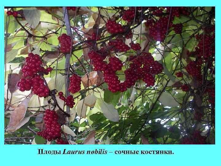 Плоды Laurus nobilis – сочные костянки. Плоды Laurus nobilis – сочные костянки.