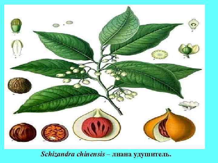 Schizandra chinensis – лиана удушитель. Schizandra chinensis – лиана удушитель.