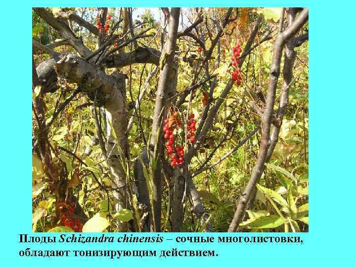Плоды Schizandra chinensis – сочные многолистовки, обладают тонизирующим действием. Плоды Schizandra chinensis – сочные многолистовки, обладают тонизирующим действием.