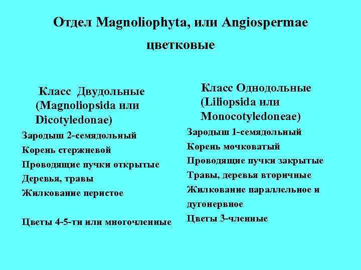 Отдел Маgnoliophyta, или Angiospermae цветковые Класс Двудольные Отдел Маgnoliophyta, или Angiospermae цветковые Класс Двудольные