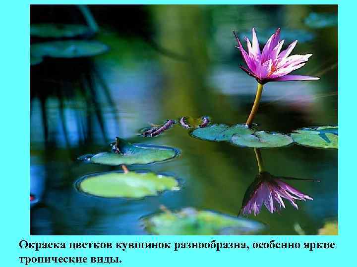 Окраска цветков кувшинок разнообразна, особенно яркие тропические виды. Окраска цветков кувшинок разнообразна, особенно яркие тропические виды.