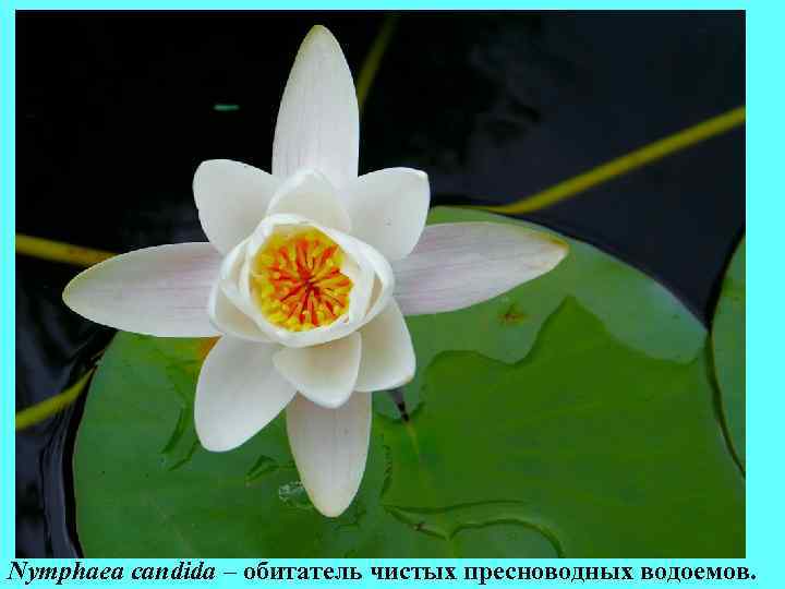 Nymphaea candida – обитатель чистых пресноводных водоемов. Nymphaea candida – обитатель чистых пресноводных водоемов.