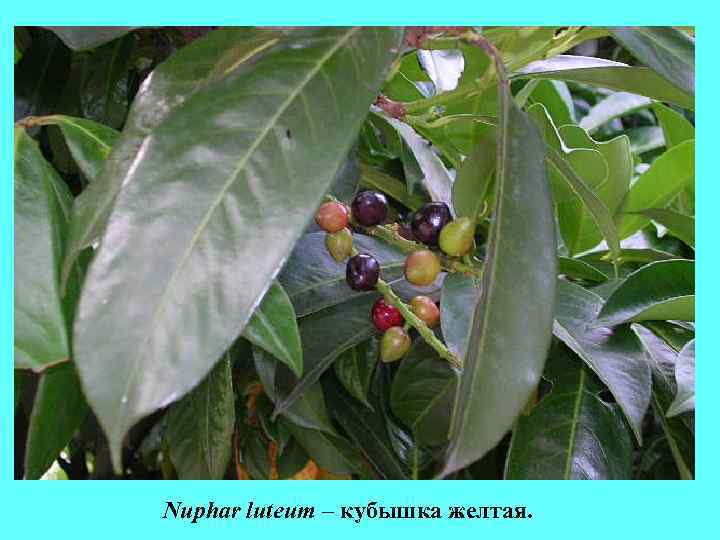 Nuphar luteum – кубышка желтая. Nuphar luteum – кубышка желтая.