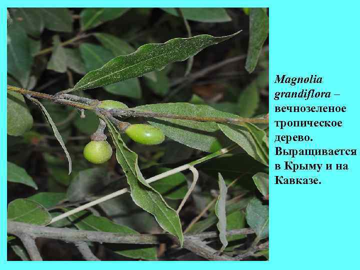 Magnolia grandiflora – вечнозеленое тропическое дерево. Выращивается в Крыму и на Кавказе. Magnolia grandiflora – вечнозеленое тропическое дерево. Выращивается в Крыму и на Кавказе.