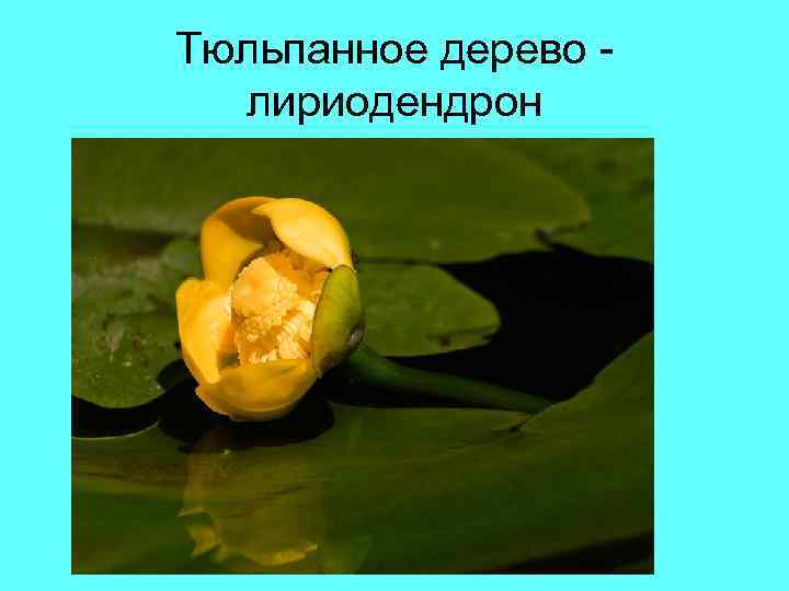 Тюльпанное дерево - лириодендрон Тюльпанное дерево - лириодендрон