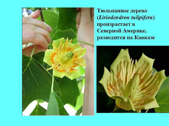 Тюльпанное дерево (Liriodendron tulipifera) произрастает в Северной Америке, разводится на Кавказе Тюльпанное дерево (Liriodendron tulipifera) произрастает в Северной Америке, разводится на Кавказе