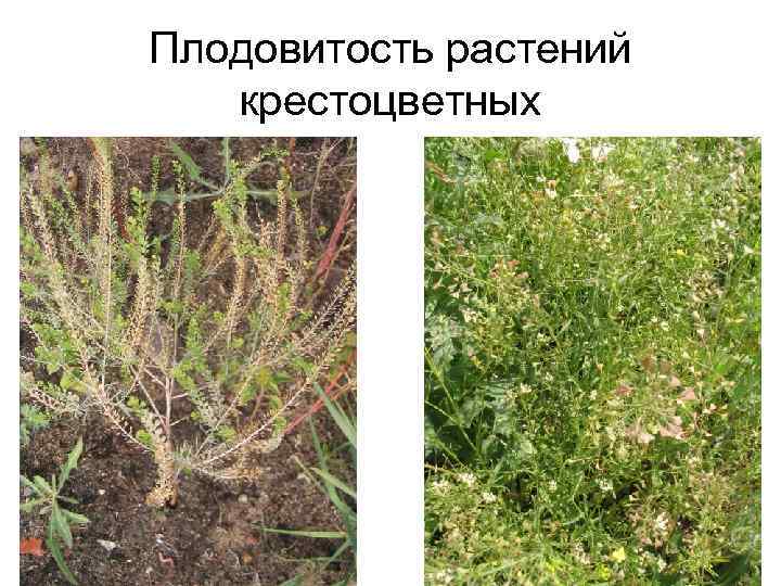 Плодовитость растений крестоцветных 