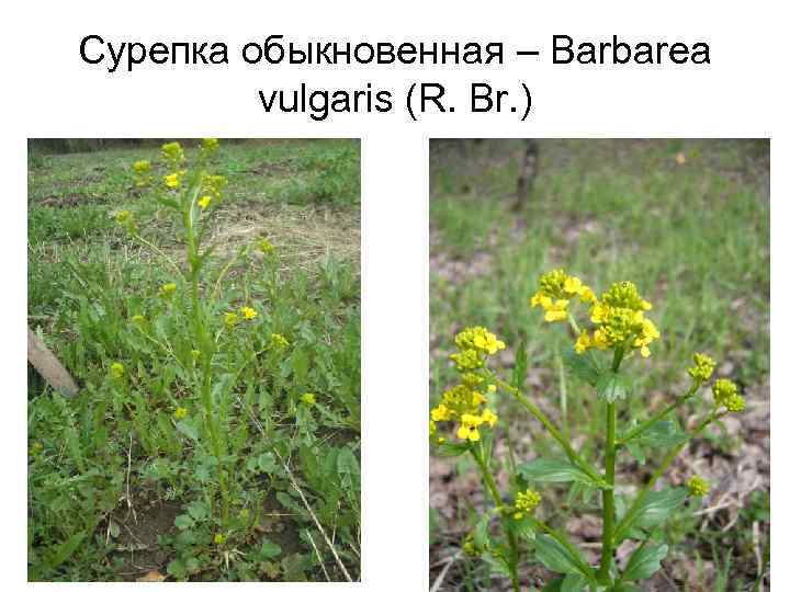 Сурепка обыкновенная – Barbarea vulgaris (R. Br. ) 