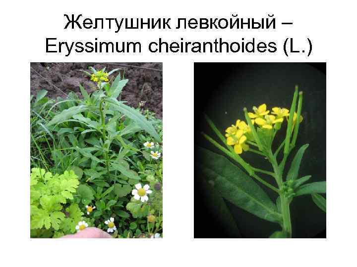 Желтушник левкойный – Eryssimum cheiranthoides (L. ) 