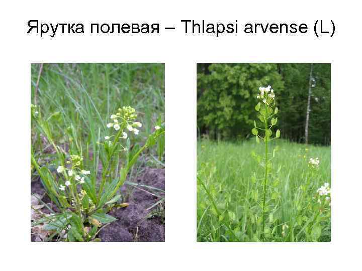 Ярутка полевая – Thlapsi arvense (L) 