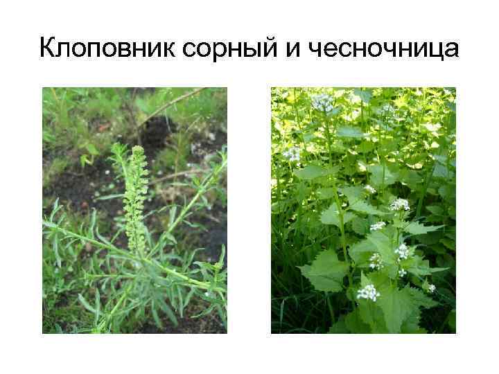 Клоповник сорный и чесночница 