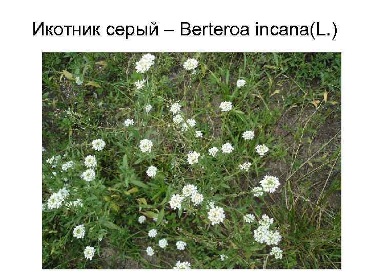 Икотник серый – Berteroa incana(L. ) 