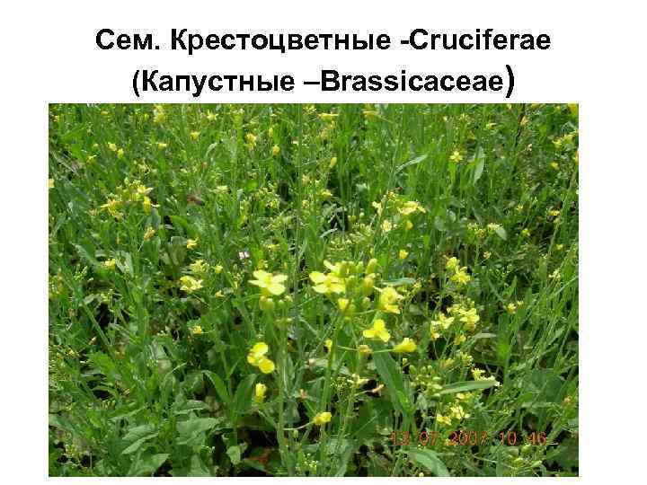 Сем. Крестоцветные -Cruciferae (Капустные –Brassicaceae) 