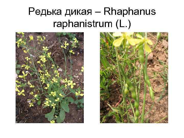 Редька дикая – Rhaphanus raphanistrum (L. ) 