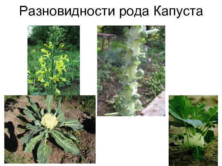 Разновидности рода Капуста 