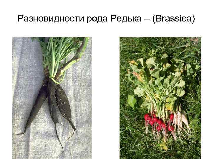 Разновидности рода Редька – (Brassica) 