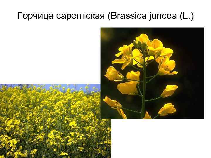 Горчица сарептская (Brassica juncea (L. ) 