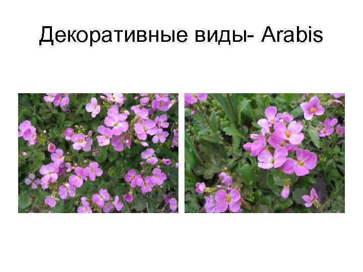 Декоративные виды- Arabis 